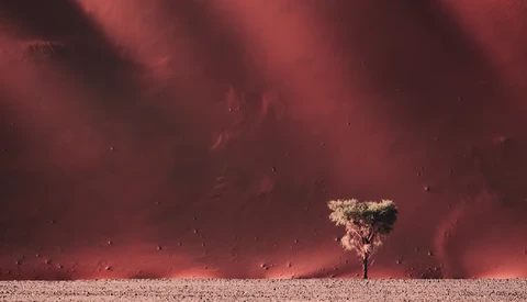 Solitary tree silhouetted against a massive dust storm under crimson sky.
