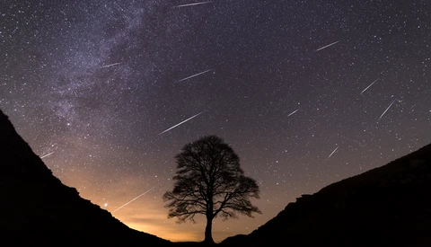Silhouetted tree centered against a starry night sky with the Milky Way and visible meteor streaks.