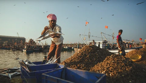 Fisherman sorting dried catch in blue crate at bustling harbor dock with moored boats and flags.