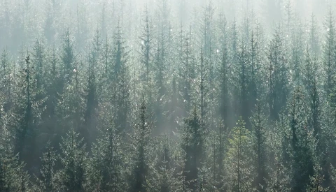 Dense coniferous forest shrouded in heavy mist and fog, creating layered silhouettes of evergreen trees.