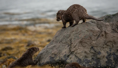 Three otters on rocky shore with shallow water and seaweed in background.
