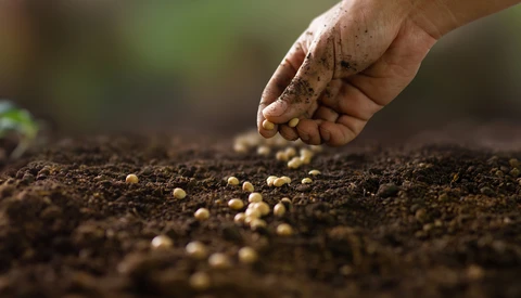 Hand dropping seeds into dark soil during planting.