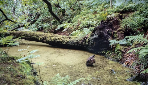 Person wading in a shallow, murky stream surrounded by dense forest vegetation and moss-covered logs.