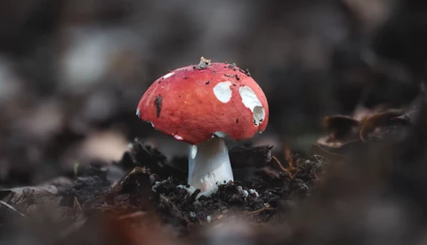 Young red mushroom with white spots emerging from dark forest floor debris.