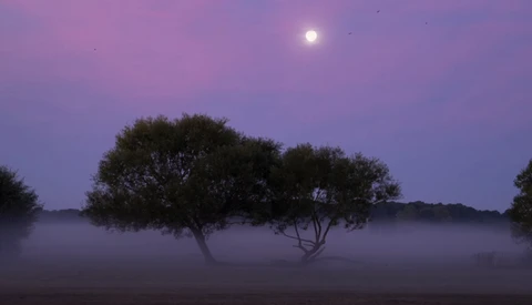 Silhouetted acacia trees in fog beneath a full moon in purple twilight.