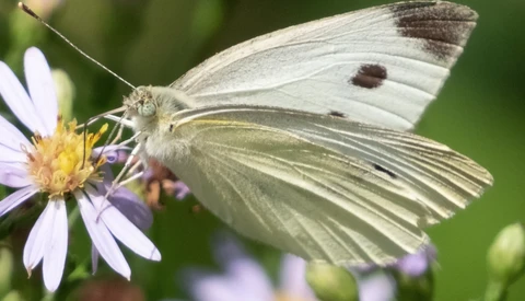 White butterfly with dark wing tips perched on a purple and yellow flower.