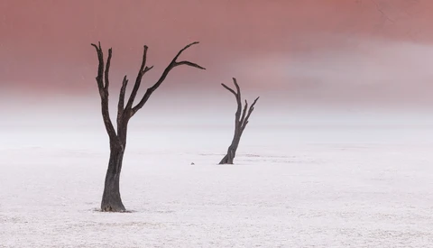 Two dead, leafless trees standing in a vast white salt pan beneath a dusty pink sky.