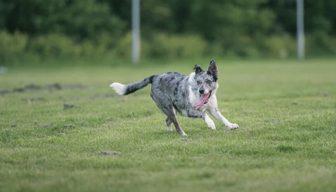 Spotted dog running across grassy field with white-tipped tail raised.