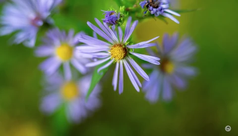 Purple asters with yellow centers in soft focus, with insects visiting the blooms against a blurred green background.