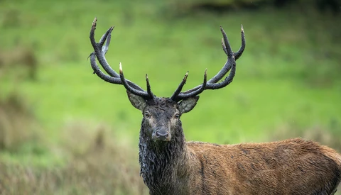 Male deer with large branching antlers looking directly at camera against blurred green background.