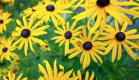 Cluster of bright yellow flowers with dark centers and radiating petals against green foliage.