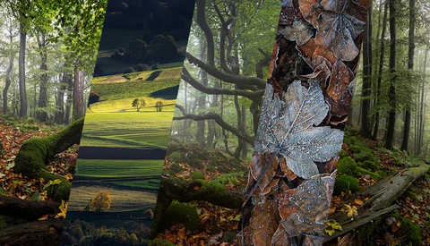 Forest stream with moss-covered logs and a tree trunk showing layered bark texture in misty woodland.