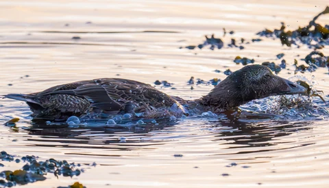 Two seals swimming in shallow water near a rocky shore with golden hour lighting.