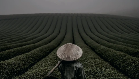 Person wearing conical hat standing centered in agricultural field with converging crop rows extending to horizon.