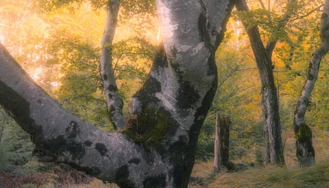 Massive gnarled tree trunk in golden autumn forest with backlighting creating a warm, glowing canopy.
