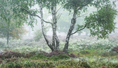 Misty forest landscape with a multi-trunked birch tree in soft, diffused light.