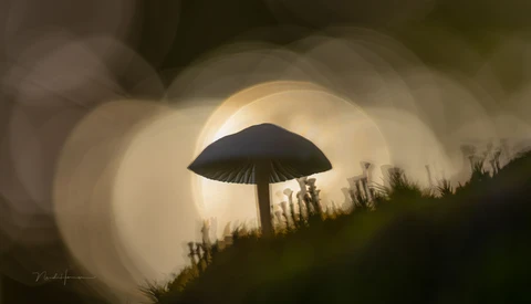 Silhouetted mushroom backlit by a large glowing orb against a blurred green foreground.
