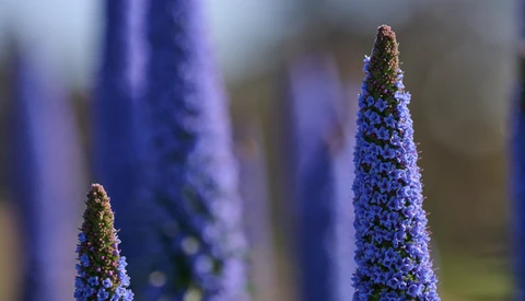 Sharp purple flower spikes in focus with blurred similar flowers receding in the background.