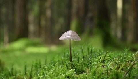 Delicate mushroom with pale umbrella cap rising from vibrant green moss in a forest.