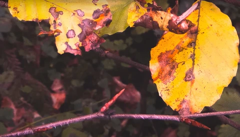 Yellow autumn leaves with burgundy fungal spots clustered on dark branches against a blurred background.