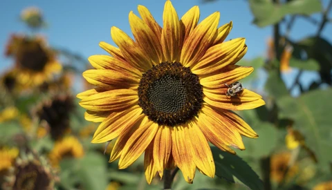 Sunflower with bright yellow petals and dark center, bee visible on right petal, additional sunflowers blurred in background.