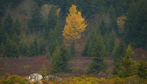 Mixed conifer and deciduous forest in autumn with a golden larch standing among evergreens.