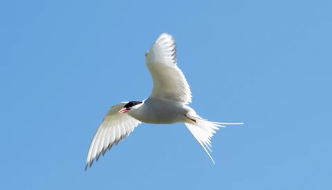 White tern in flight against clear blue sky, wings spread with tail feathers extended.