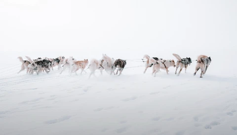 Dog sled team running through deep snow in whiteout conditions with minimal visibility.