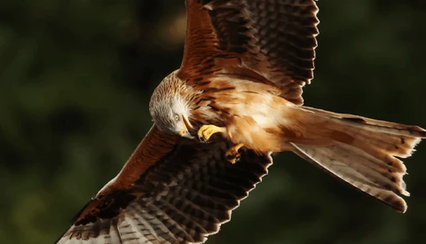 African Fish Eagle in flight with wings spread wide, displaying white head and brown body plumage against blurred green background.