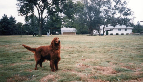 A brown dog standing in a grassy field with trees and farm buildings visible in the background.