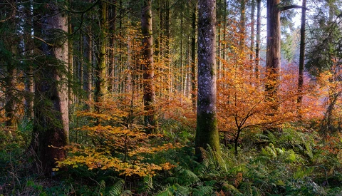 Dense forest in autumn with golden-brown understory foliage beneath tall evergreen trees.