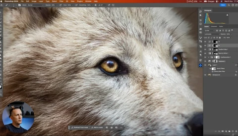 Close-up of a wolf's face with striking amber eyes and gray-brown fur.