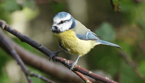 Blue tit perched on a dark branch, displaying yellow underparts and distinctive blue and white head markings.