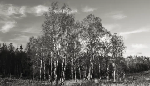 Birch trees with white bark standing in a field under a cloudy sky.