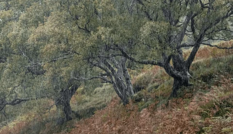 Gnarled olive trees with dense foliage on a hillside covered in dry brush and earth tones.