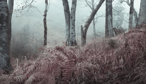 Misty forest with bare trees and rust-colored ferns in foreground.