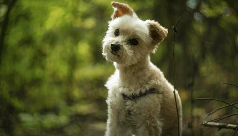 Small white and brown terrier-mix dog with curly fur standing in a leafy green forest setting.