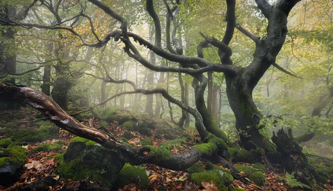 Gnarled tree with sprawling branches in misty forest surrounded by moss-covered logs and fallen leaves.