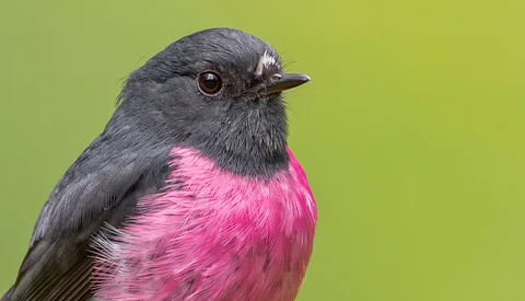 Small bird with dark gray head and bright pink breast against a green background.