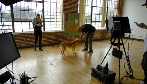 Behind-the-scenes view of a dog being filmed in a studio with professional video equipment and crew members.