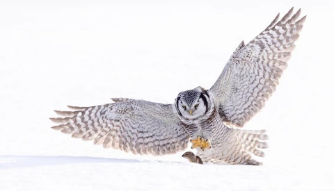 Northern Saw-whet Owl in flight against white background with wings spread wide.