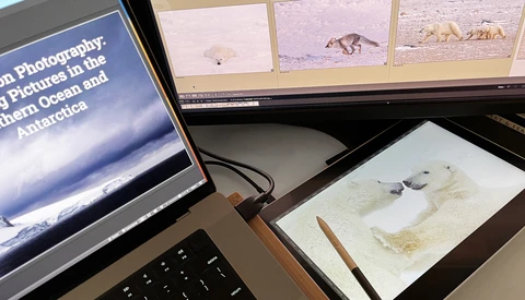 Photographer's workspace showing dual monitors displaying polar wildlife images and editing software alongside printed photograph proofs.