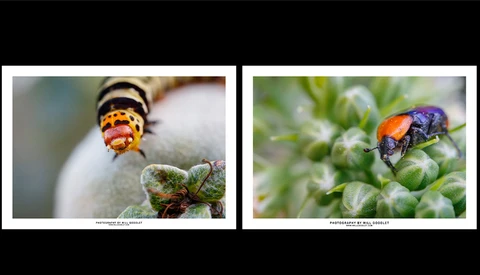 Two macro photographs of ladybugs on plant stems and foliage displayed side by side.