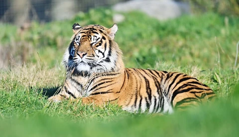 Tiger resting in grass, looking directly at camera with alert expression.