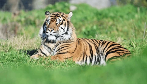 Tiger resting in tall grass, gazing toward camera with attentive expression.