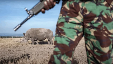 Armed ranger in camouflage uniform stands guard near a rhinoceros in an open field.