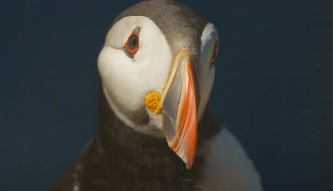 Close-up portrait of a puffin with white face, dark gray back, and distinctive orange beak against blue background.