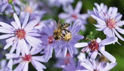 Bee collecting pollen from purple and white aster flowers in bright natural light.