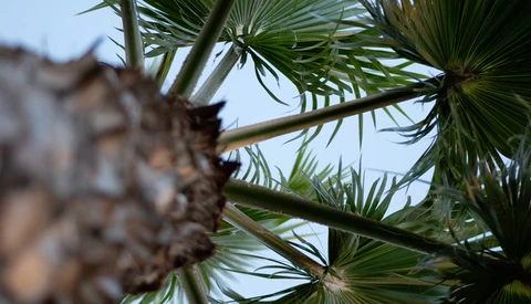 Palm tree fronds and trunk shot from below against a bright sky, with selective focus on foreground leaves.