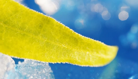 Close-up of a yellow leaf with water droplets against a blurred blue sky background.